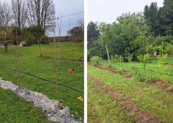 Piante di gelso bianco, parte del gelseto diffuso, azienda Pietro Spellini, foto di Anna Paini