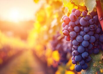 photo credits: @Rasim - Adobe Stock